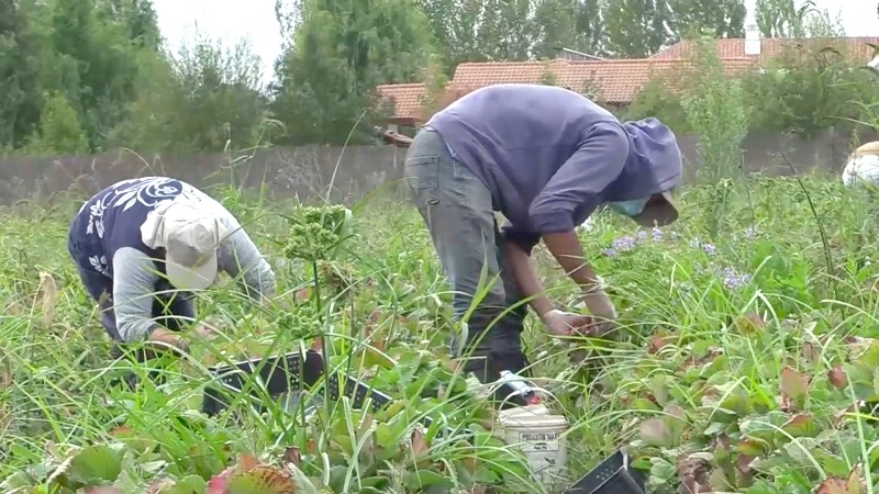 Piden actualizar las definiciones de “pequeño productor agrícola” y “campesino”