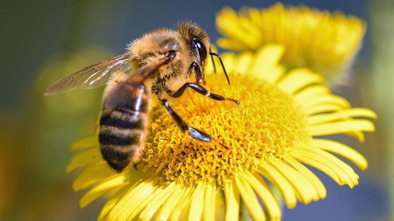 Investigación confirma efectos negativos  del tendido eléctrico sobre las abejas     