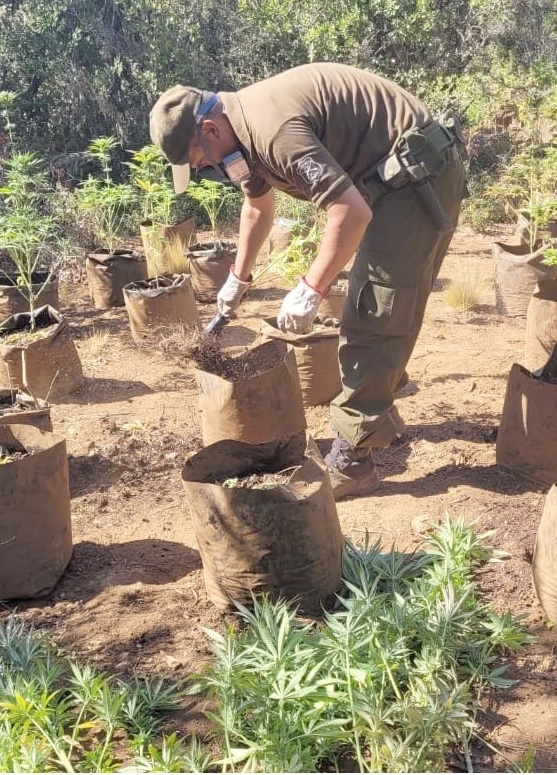 En prisión queda sujeto que mantenía plantación de marihuana en precordillera de Linares 