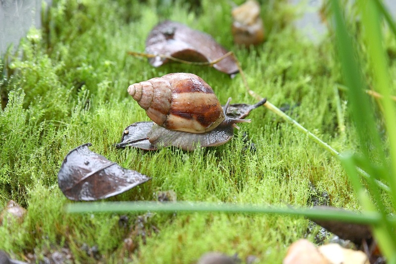 SAG levanta alerta fitosanitaria por peligroso caracol gigante africano no presente en el país 