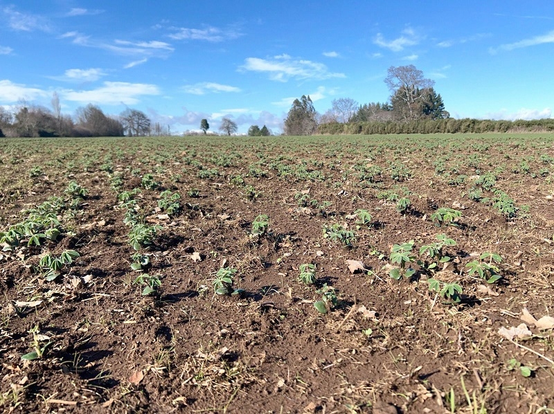 Ministerio de Agricultura recuerda que existe un procedimiento de denuncias ante siniestros